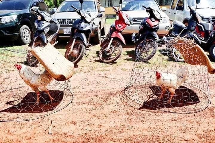ស្នងការនគរបាលខេត្តព្រះវិហារ បញ្ជាមន្ត្រីជំនាញ ចុះបង្ក្រាបវង់ល្បែងស៊ីសង និងរឹបអូសបានមាន់ជល់ ៦ក្បាល រថយន្ត និងម៉ូតូ ដែលជាមធ្យោបាយ បម្រើឲ្យការប្រព្រឹត្តបទល្មើស ជាង ២០គ្រឿង តែក្រុមញៀនល្បែងបានរត់គេចខ្លួនអស់