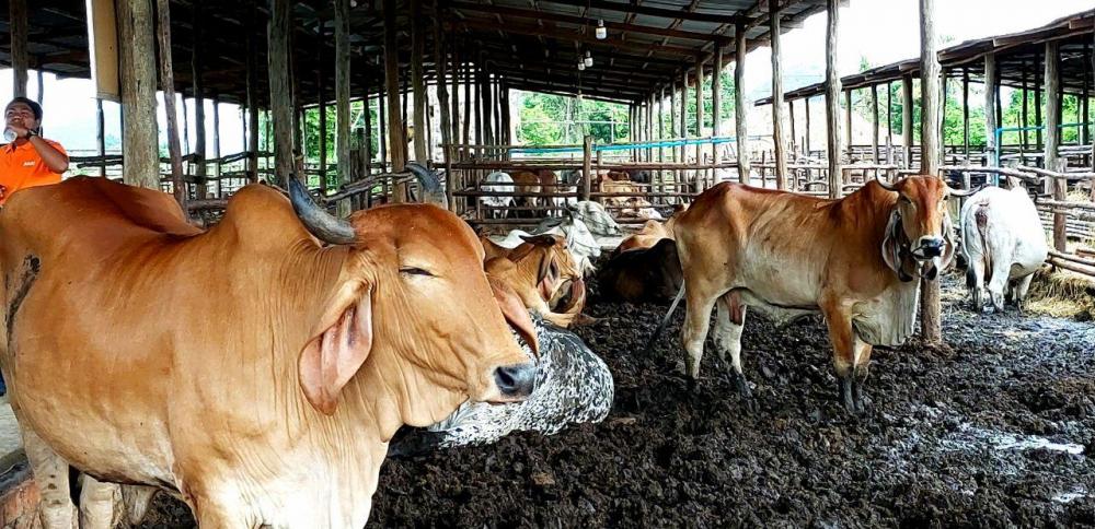 អ្នកមានបទពិសោធន៍ចិញ្ចឹមគោសាច់ក្នុងកសិដ្ឋានមួយកន្លែងបានផលិតចំណីគោខ្លួនឯងដើម្បីធ្វើការផ្គត់ផ្គង់គោក្នុងក្រោល និងអាចជួយកាត់បន្ថយការចំណាយលើថ្លៃដើមខ្ពស់ (មានវីដេអូ)