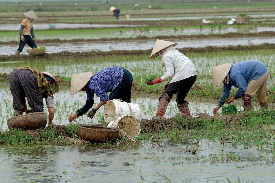 វៀតណាមនាំចេញអង្ករបានជាង៥លានតោន ទទួលចំណូល២,៦ពាន់លានដុល្លារអាម៉េរិក ក្នុងរយៈពេល១០ខែមកនេះ