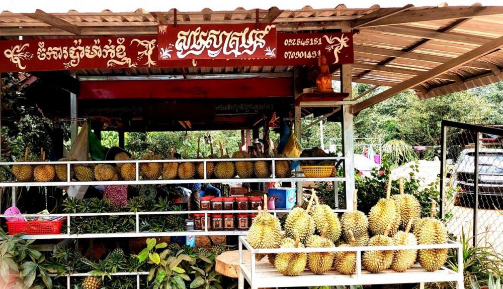 “ដំណាំទុរេន” នៅក្នុងស្រុកសំឡូត ខេត្តបាត់ដំបងបានប្រែក្លាយពីតំបន់អភិរក្សប្រើប្រាស់ច្រើនយ៉ាងទៅជាតំបន់កសិ-ទេសចរណ៍ដ៏ពេញនិយម របស់ភ្ញៀវក្នុងស្រុក និង ក្រៅស្រុក (មានវីដេអូ)