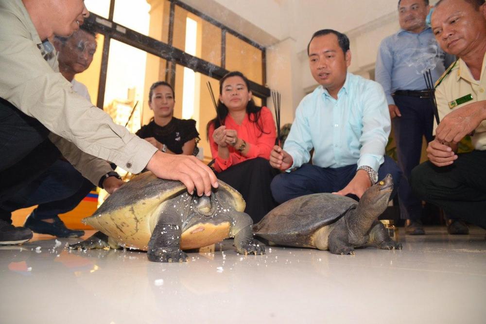 អណ្តើកហ្លួងចំនួន ២ក្បាល ត្រូវបានប្រជាពលរដ្ឋប្រគល់ ឱ្យក្រសួងបរិស្ថានធ្វើការអភិរក្សបន្ត
