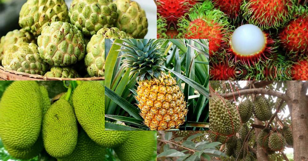 ដំណាំកសិកម្មហូបផ្លែជាច្រើនប្រភេទ កំពុងលាក់ខ្លួននៅលើផ្ទៃដីចំការប្រមាណ ១០ហិចតា របស់ប្រជាកសិករ នៅក្នុងខេត្តព្រះវិហារ