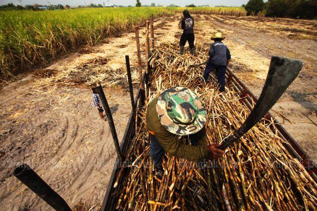 គណៈរដ្ឋមន្ត្រីថៃសម្រេចផ្តល់ប្រាក់ជាង៣២០លានដុល្លារ ជួយកសិករដាំអំពៅ ៣០ម៉ឺននាក់