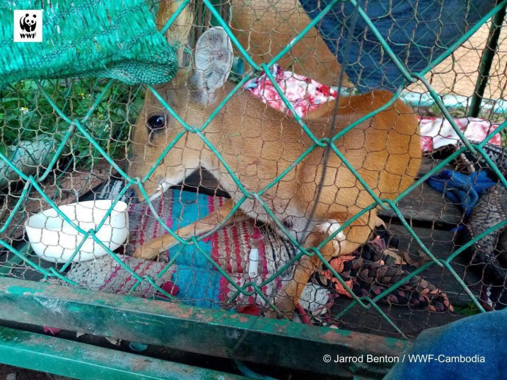 សត្វឈ្លូសឈ្មោលជំទង់ដ៏ល្អមួយក្បាល ត្រូវបានគេព្រលែងឱ្យត្រលប់ទៅទីជម្រកធម្មជាតិរបស់វាវិញ
