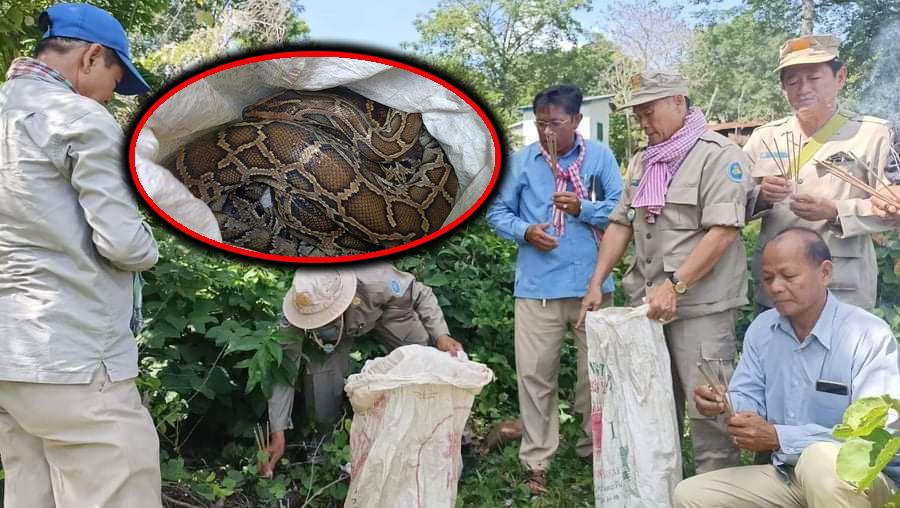 សត្វពស់ថ្លានដែលជាប្រភេទសត្វដ៏កម្រ និងជិតផុតពូជចំនួន៤ក្បាល ត្រូវបានសមត្ថកិច្ចចម្រុះយកមកលែងនៅក្នុងតំបន់ការពារអភិរក្សភ្នំនាងកង្រី