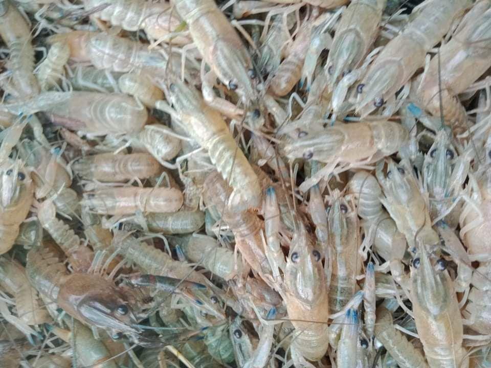 ម្ចាស់កសិដ្ឋានចិញ្ចឹមបង្កងមួយកន្លែងទៀតហើយនៅក្នុងភូមិទួលទ្រា ទទួលបានជោគជ័យ និងមានមហិកច្ឆតាពង្រីកស្រែបង្កងយកសាច់លើផ្ទៃដី១០ហិតាទៀតផង