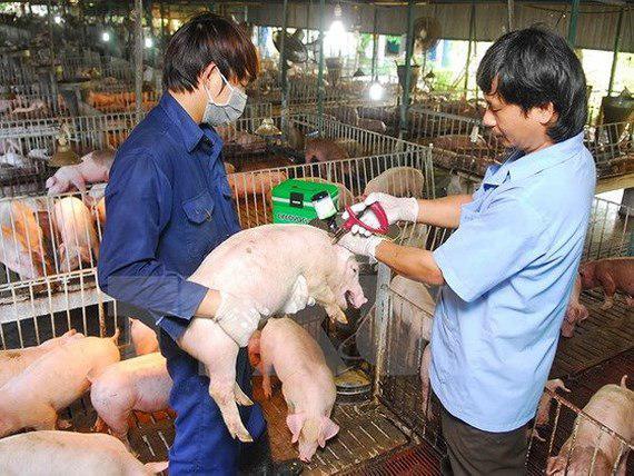 វៀតណាមកំពុងទទួលរងការគំរាមកំហែងខ្លំាងដោយសារជំងឺប៉េស្តជូ្រកអាហ៊្វ្រិក