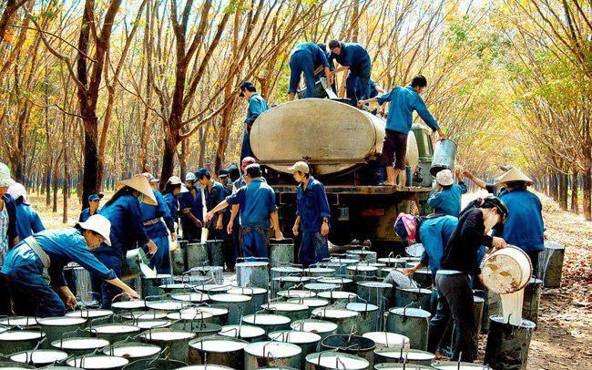 វៀតណាមនាំចេញកៅស៊ូបានជាង១,២លានតោន ក្នុងពេល១០ខែឆ្នាំ២០១៨កន្លងមកនេះ