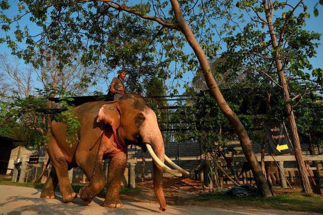 ដំរីសមួយក្បាលនឹងក្លាយរាជអំណោយយ៉ាងស័ក្តិសម សម្រាប់ថ្វាយព្រះមហាក្សត្រថៃថ្មី