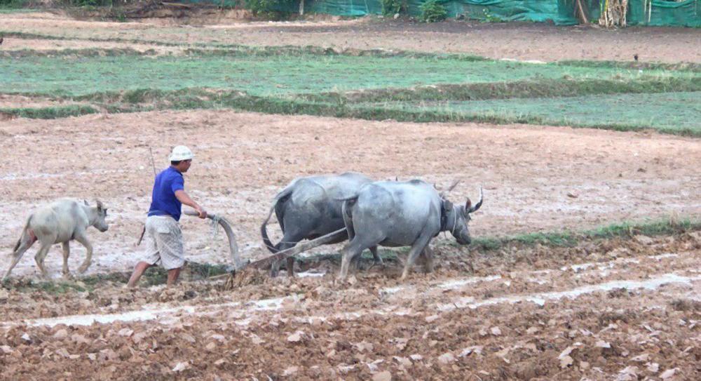 បងប្អូនប្រជាកសិករខ្មែរ ទូទំាងខេត្តសៀមរាប រួសរាន់ធ្វើការភ្ជួររាស់ សាបព្រោះ ឲ្យបានទាន់របបទឹកភ្លៀងកំពុងធ្លាក់