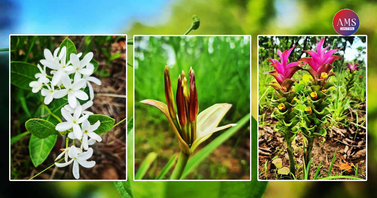 មើលផ្កាព្រៃរីកស្រស់បំព្រងនាដើមរដូវវស្សា នៅក្នុងដែនជម្រកសត្វព្រៃលំផាត់