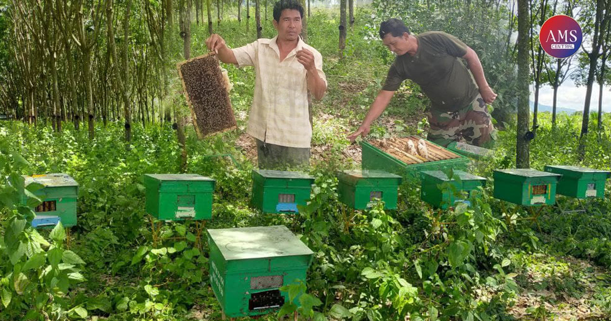 លោក សំ កុសល ប្រកបរបរចិញ្ចឹមសត្វឃ្មុំ ផ្ញើរវាសនាលើផ្កាព្រៃ