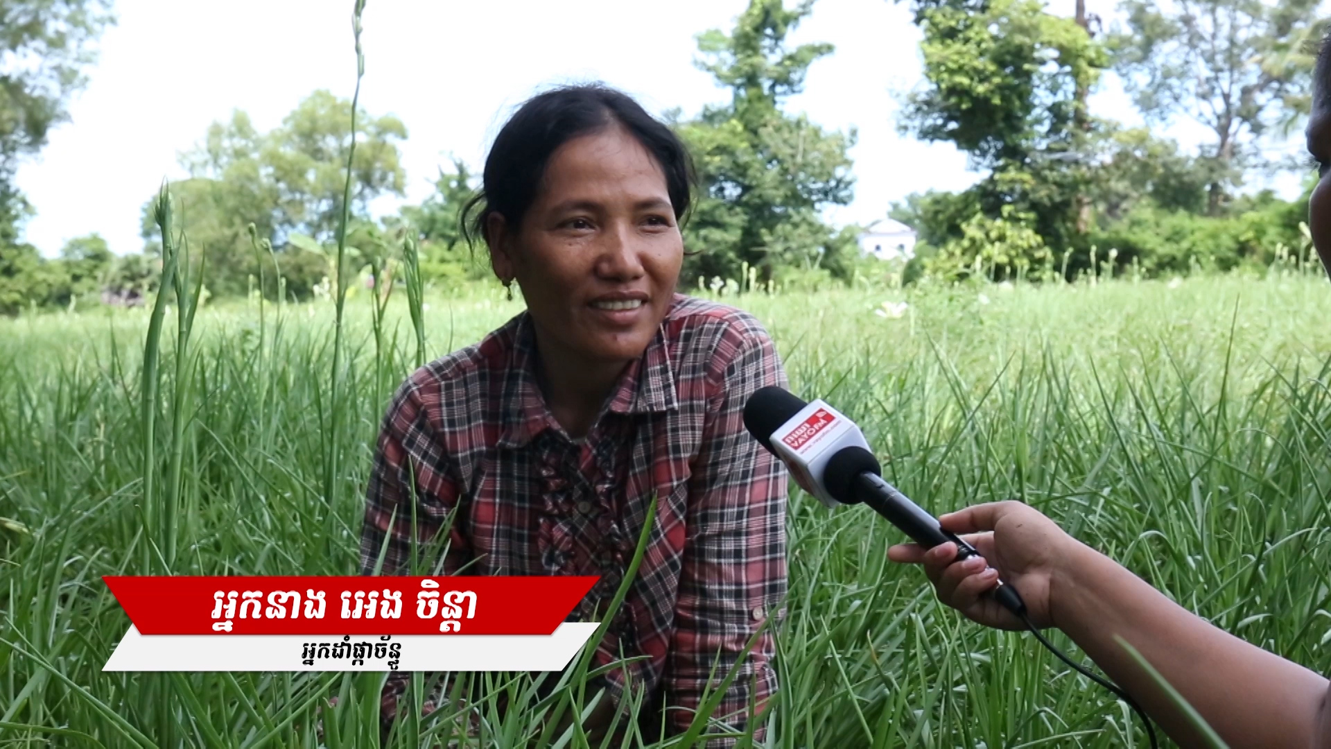 អាជីវករប្រកបមុខរបរដាំផ្កាចន្ធូ អាចរកប្រាក់ចំណូលបានគួរសមនៅរៀងរាល់ថ្ងៃសីល ដោយសារតែមុខរបរដាំផ្កាប្រភេទនេះ អាចប្រមូលផលបានមួយខែ៤ដង (មានវីដេអូ)