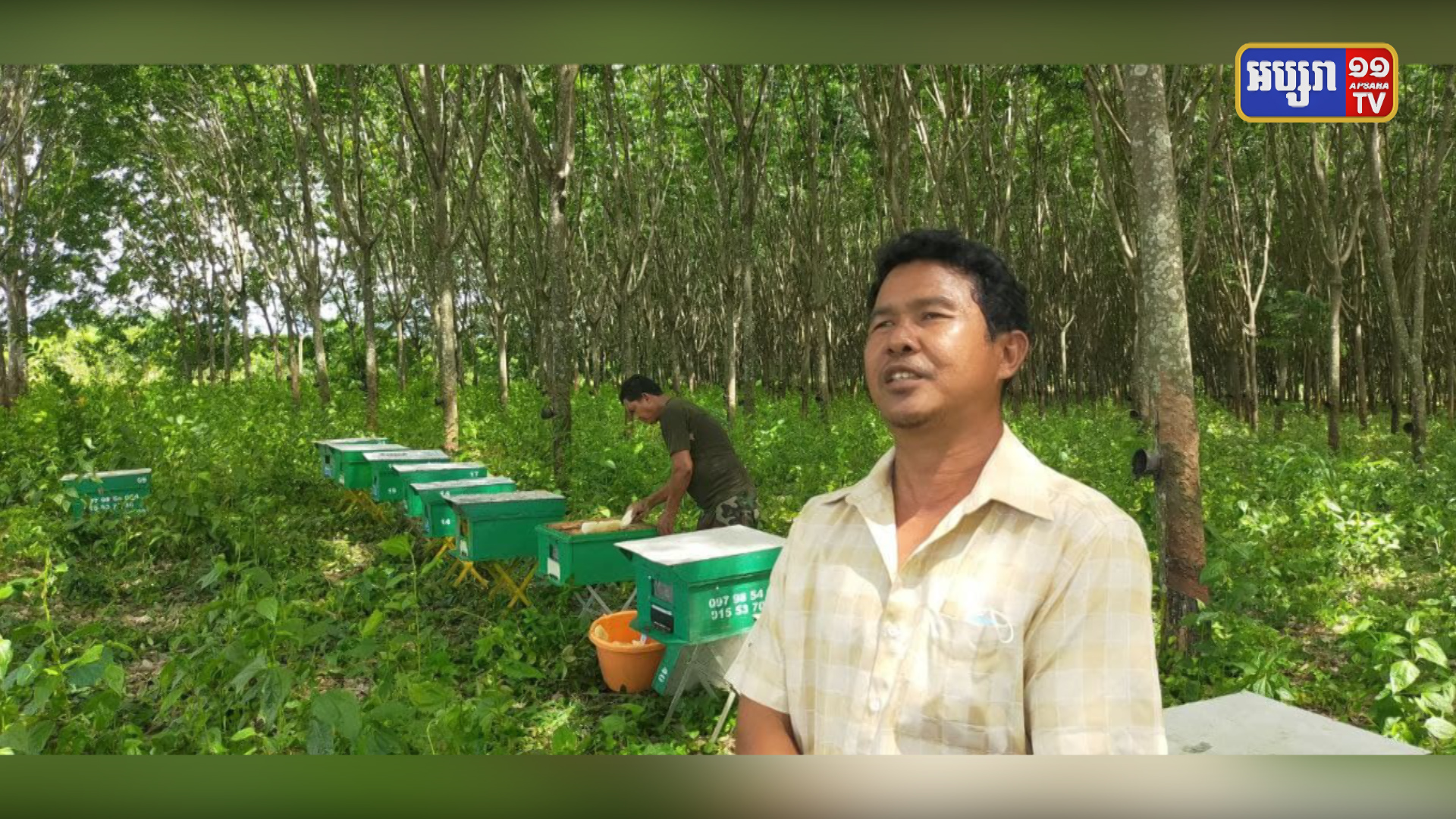 អាជីវកររស់នៅខេត្តប៉ៃលិន ទទួលបានប្រាក់ចំណូលសមរម្យដើម្បីផ្គត់ផ្គង់ជីវភាពគ្រួសារ ពីការប្រកបមុខរបរចិញ្ចឹមឃ្មុំធម្មជាតិ (មានវីដេអូ)