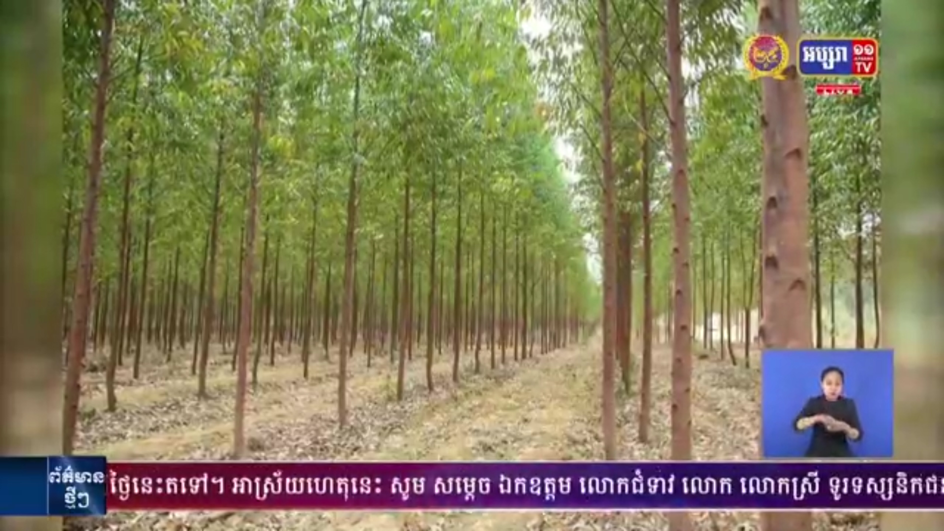 ក្រុមហ៊ុន ស៊ីងបាយ អូថេក បន្តអភិវឌ្ឍ ចម្ការឈើដាំរបស់ខ្លួន ដោយគ្រោងដាំប្រភេទឈើ អាជីវកម្ម ១០លានដើម