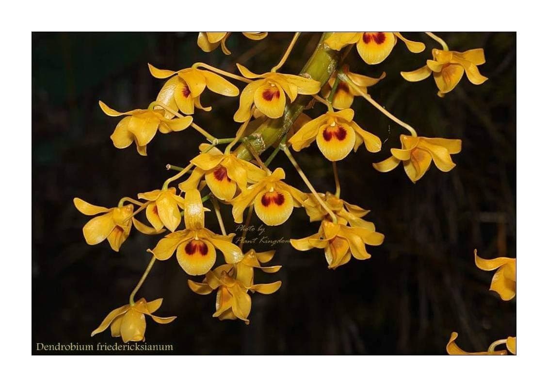 កេសរកូល សែងសូរិយា 🌼