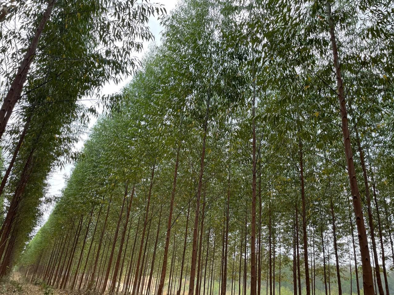 ក្រុមហ៊ុន ស៊ីងបាយអូថេក បន្តអភិវឌ្ឍចម្ការឈើដាំរបស់ខ្លួនដោយគ្រោងដាំប្រភេទឈើអាជីវកម្ម១០លានដើមលើផ្ទៃដីជិត១ម៉ឺនហិកតាបន្ថែមទៀត នៅឆ្នាំ២០២១នេះ