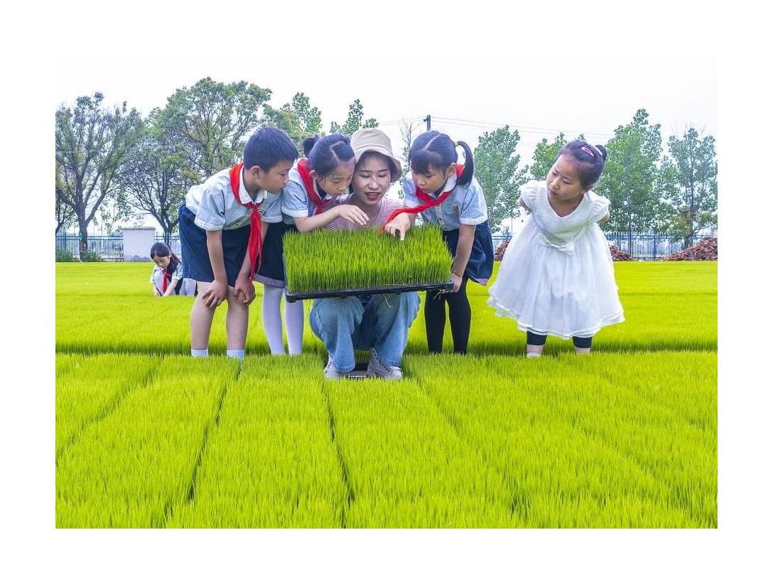 សិស្សសាលាបឋមសិក្សាមួយនៅខេត្តជាំងស៊ូ ប្រទេសចិន 🇨🇳 តែងចុះទស្សនកិច្ចសិក្សានៅតំបន់កសិកម្ម ដើម្បីស្វែងយល់ពីការដាំដុះ និងរៀនសូត្រដោយអនុវត្តផ្ទាល់នៅហ្នឹងកន្លែង
