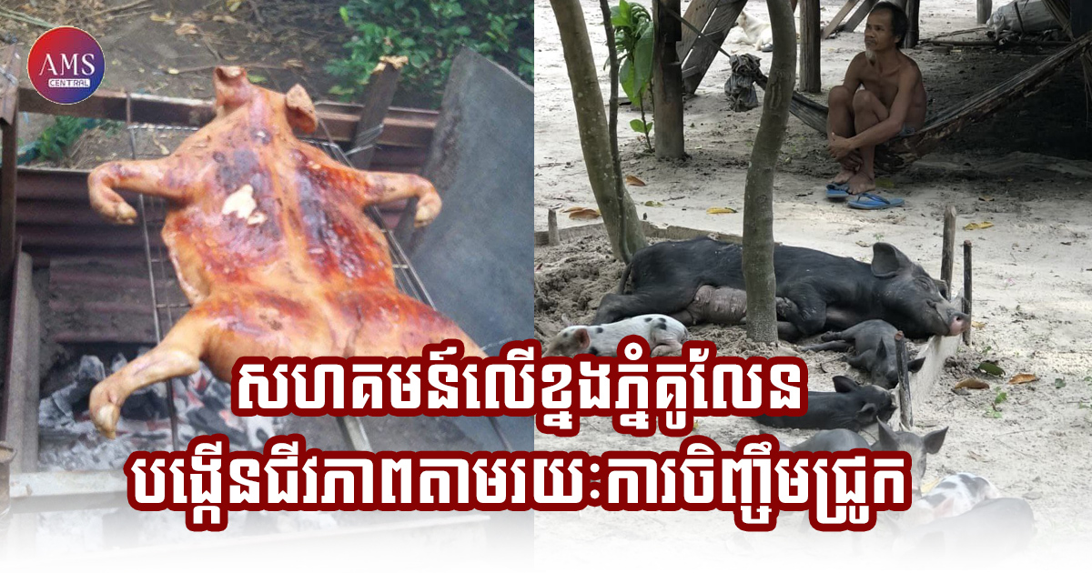 សហគមន៍លើខ្នងភ្នំគូលែន បង្កើនជីវភាពតាមរយៈការចិញ្ចឹមជ្រូក
