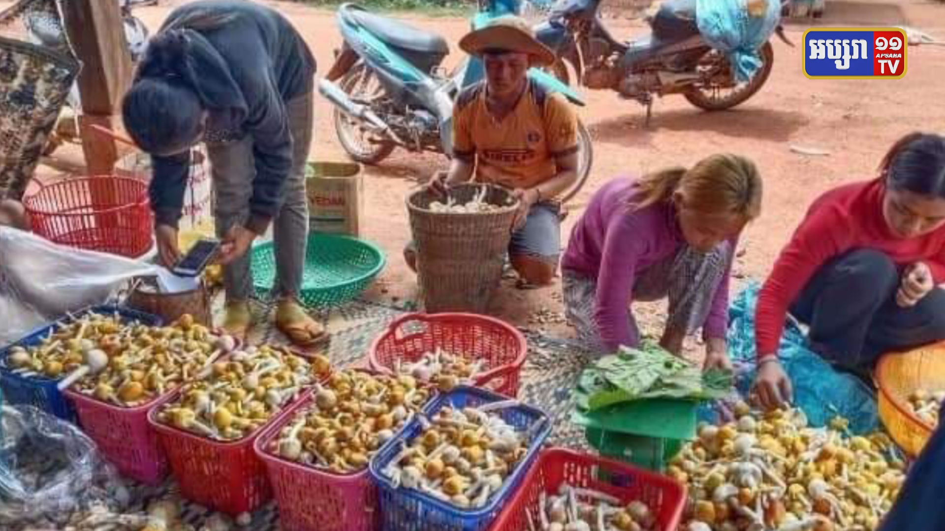 ពលរដ្ឋសប្បាយចិត្តនឹងការប្រមូលផលផ្សិតក្ងោក យកទៅលក់នៅទីផ្សារក្នុងស្រុក ឬនាំចេញទៅក្រៅប្រទេស ជាមួយនឹងតម្លៃថ្លៃគួរសម (មានវីដេអូ)