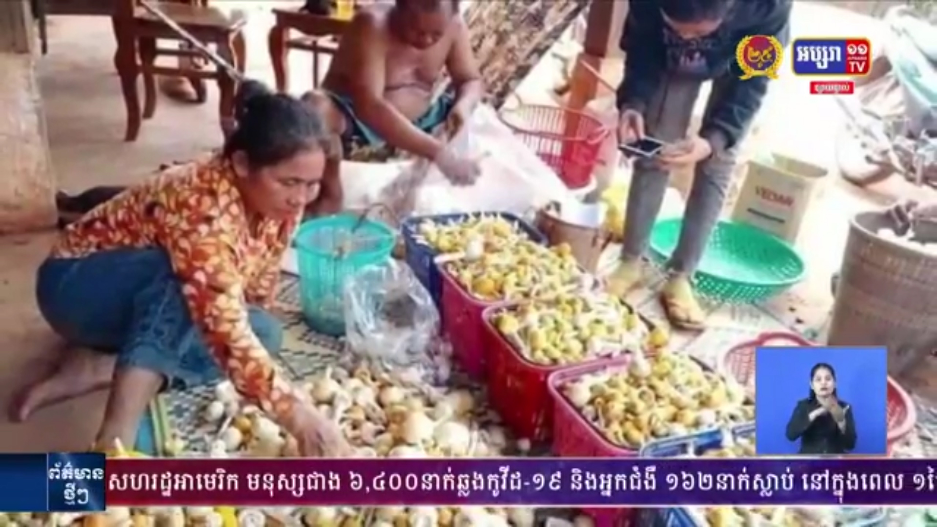 ពលរដ្ឋសប្បាយចិត្ត នឹងការប្រមូលផលផ្សិតក្ងោក យកទៅលក់នៅទីផ្សារក្នុងស្រុក ឬនាំចេញទៅក្រៅប្រទេស