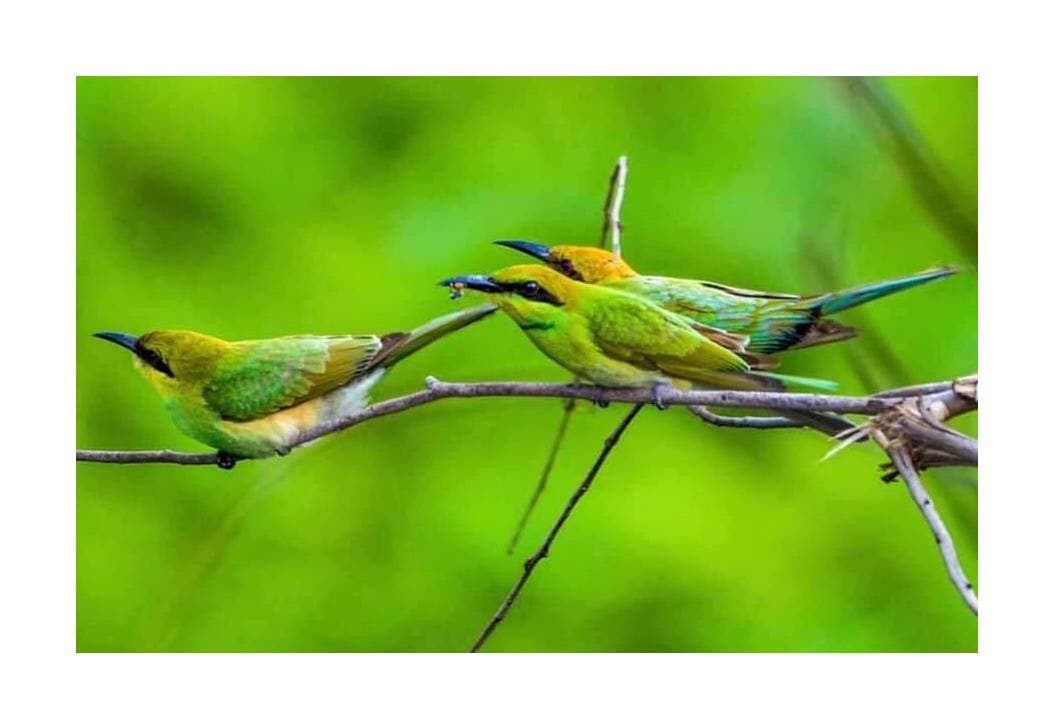 សត្វស្លាបកម្ពុជា (ត្រដេវ)