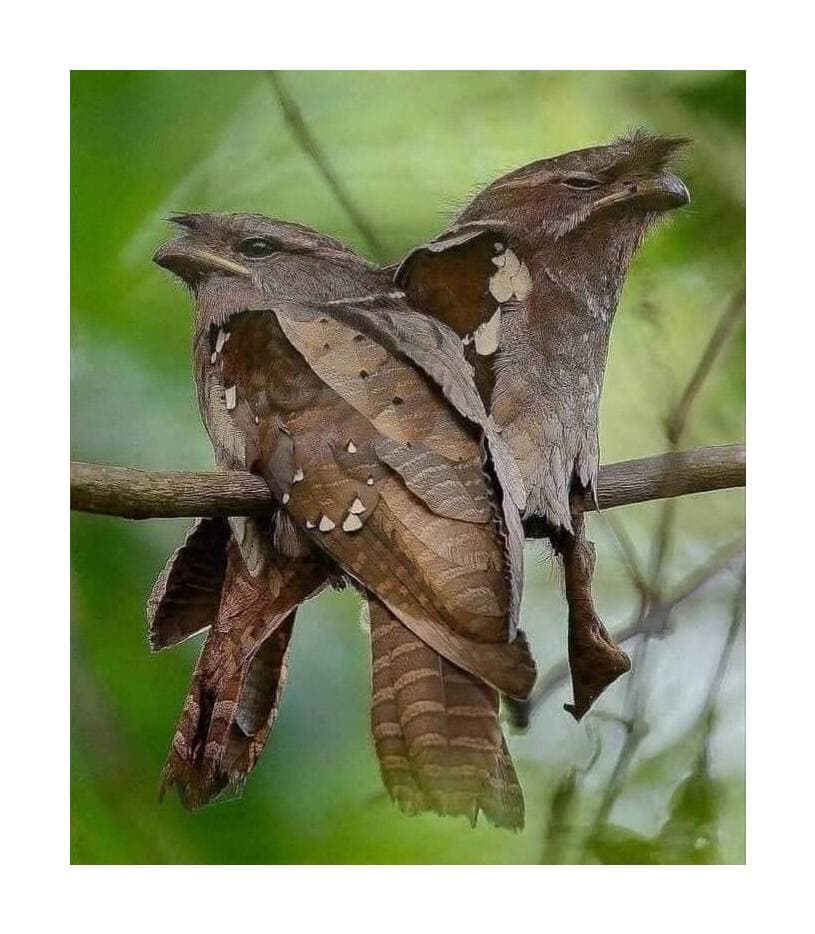 ពភ្លាក់ដំរី បក្សីកម្រ