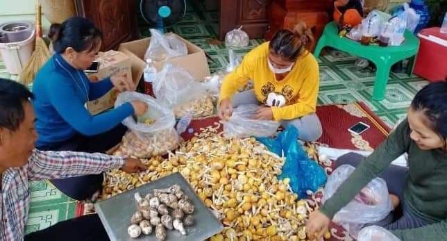 ពលរដ្ឋសប្បាយចិត្ត និងការប្រមូលផលផ្សិតក្ងោក យកទៅលក់នៅទីផ្សារក្នុងស្រុក ឬនាំចេញទៅក្រៅប្រទេស