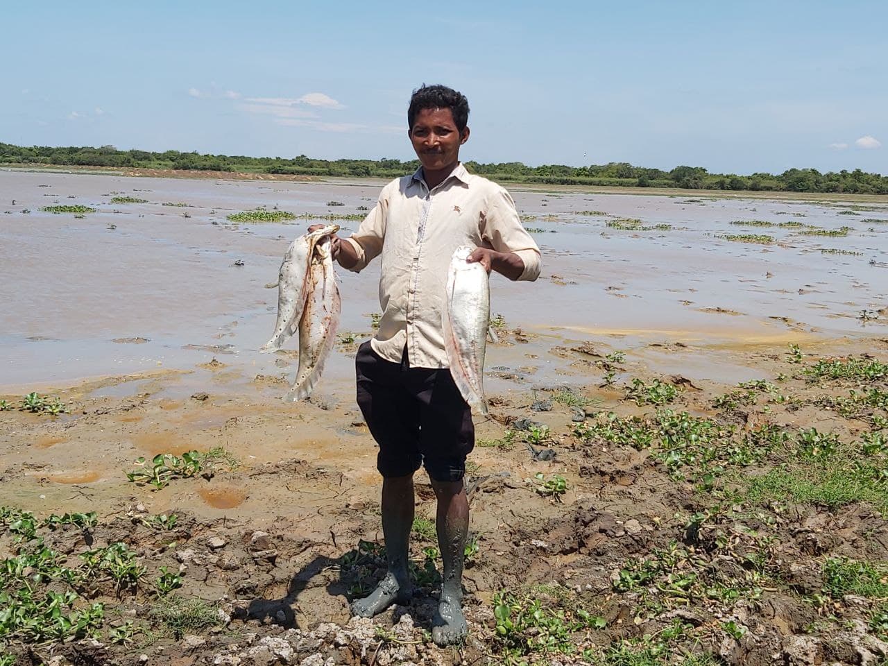 ត្រីមេពូជក្នុងតំបន់អភិរក្សបឹងពារាំងនៅខេត្តសៀមរាប បានងាប់ជាបន្តបន្ទាប់