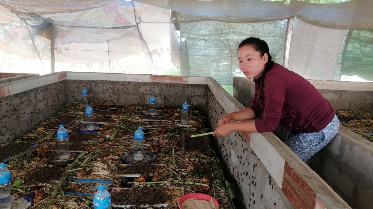 ក្នុងស្ថានភាពជំងឺកូវីដ19 ប្រជាកសិករ ងាកមកចិញ្ចឹមសត្វចង្រិតរកបានចំណូលកាកកប