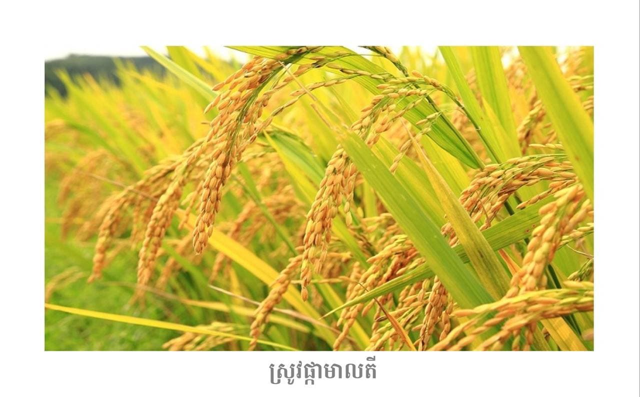 តើពូជស្រូវផ្កាមាលតី និងសែនក្រអូប០១ មានលក្ខណៈខុសគ្នាបែបណាខ្លះ?