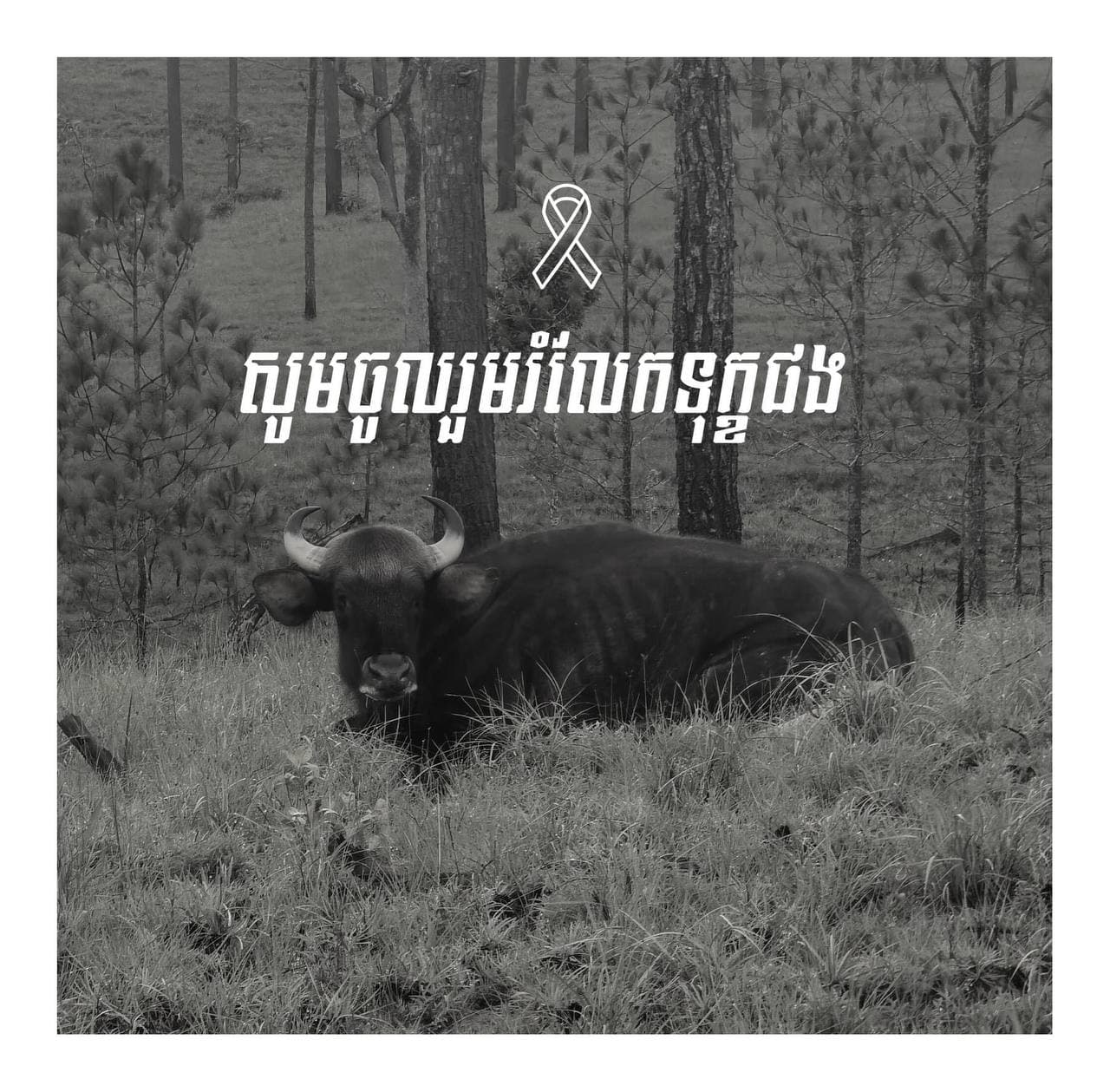 សត្វខ្ទីងមួយក្បាលស្លាប់ដោយសារអន្ទាក់ 😞