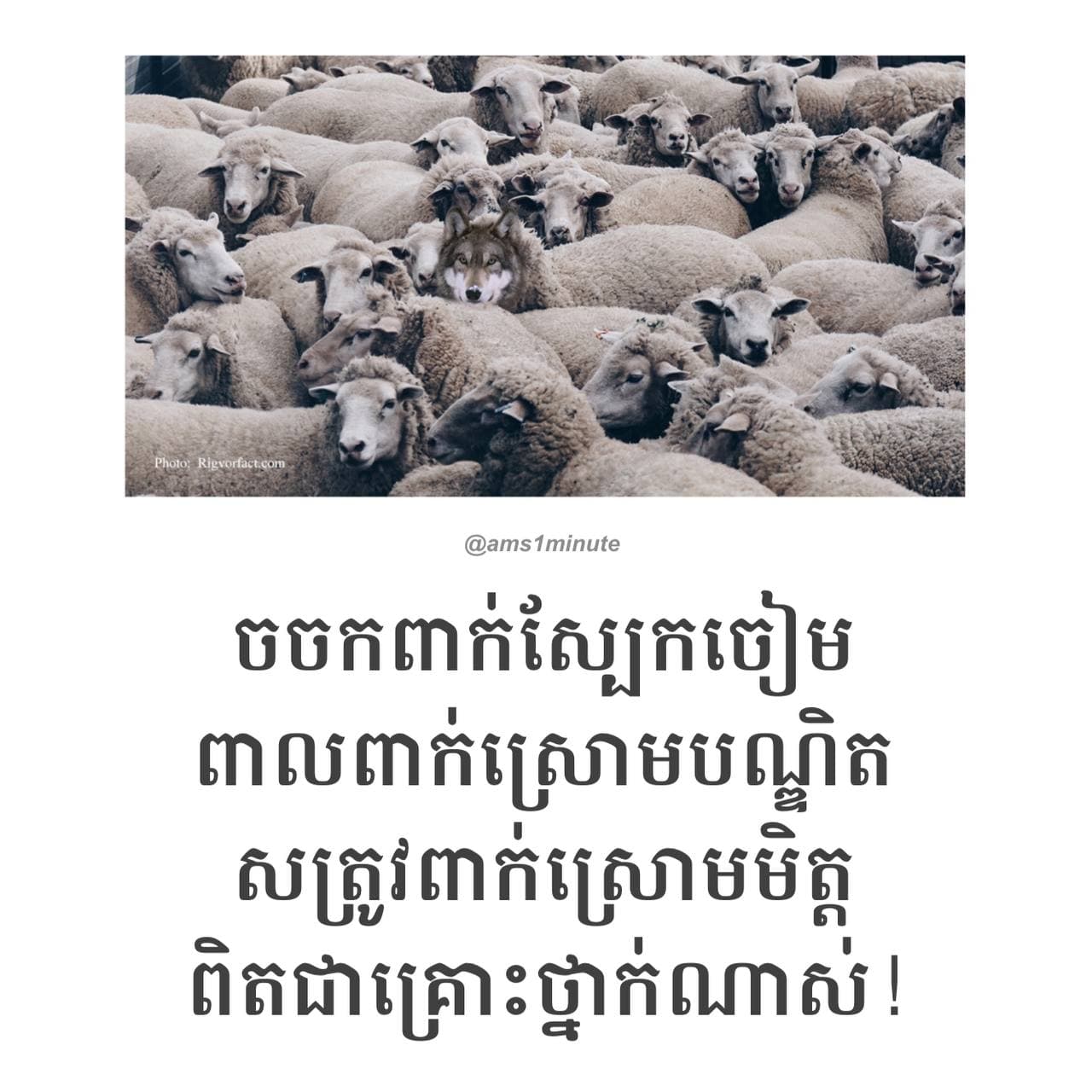ចចកពាក់ស្បែកចៀម