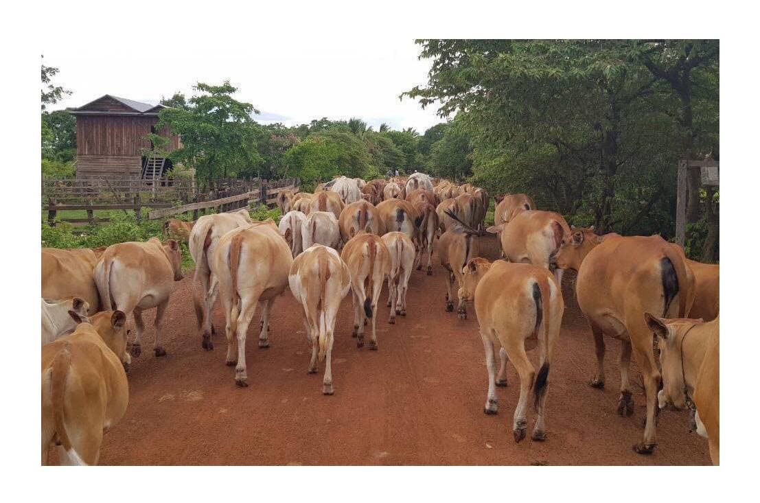 ប្រជាជនជាង ៣៧៥គ្រួសារ ដែលរស់នៅក្នុងសហគមន៍តំបន់ការពារធម្មជាតិ “ត្មាតប៉ើយ ” ខេត្តព្រះវិហារ