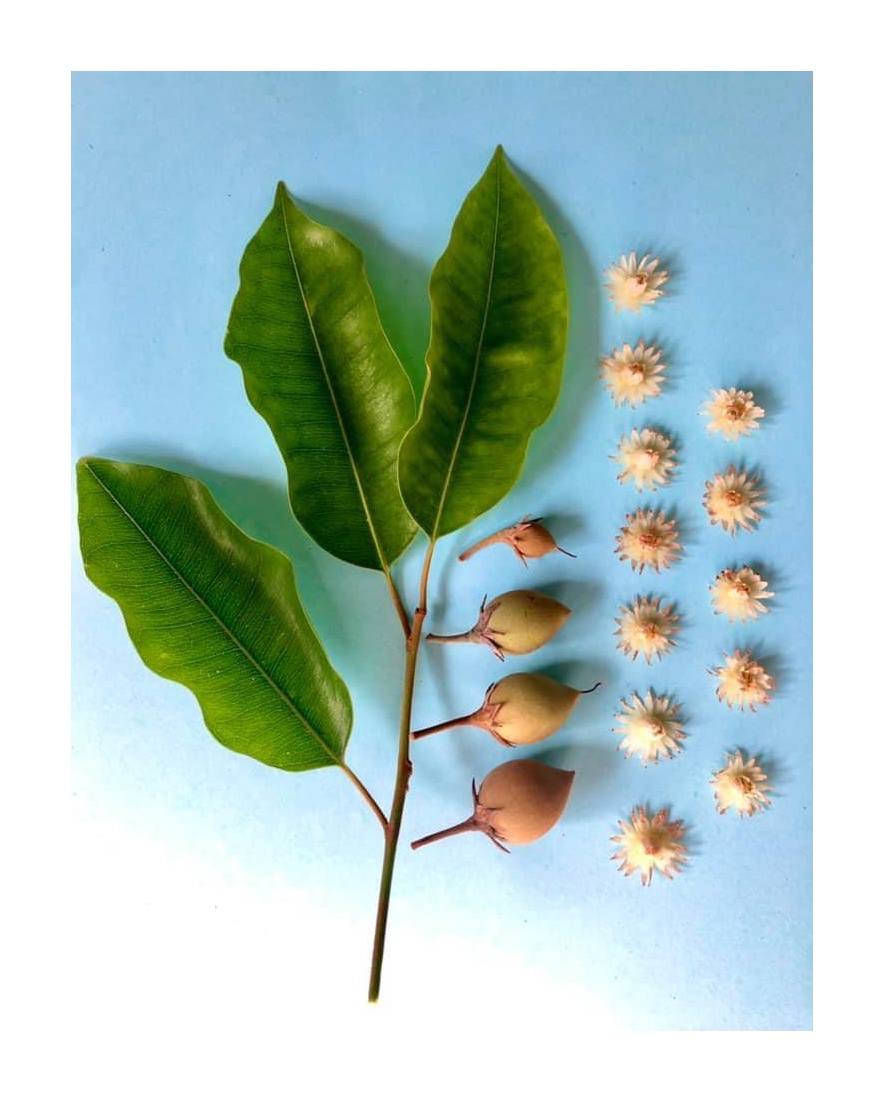 ព្កុល 🌼