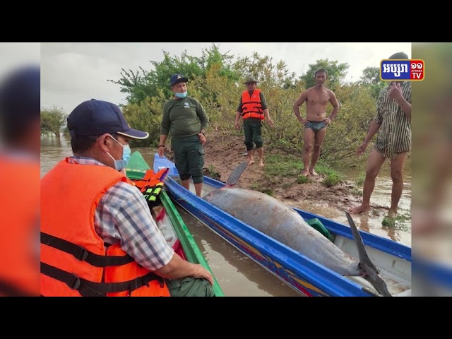 ត្រីផ្សោតទម្ងន់ជិត២០០គីឡូ ប្រទះឃើញអណ្តែតទឹកស្លាប់ នៅស្ទឹងត្រែង (Video Inside)
