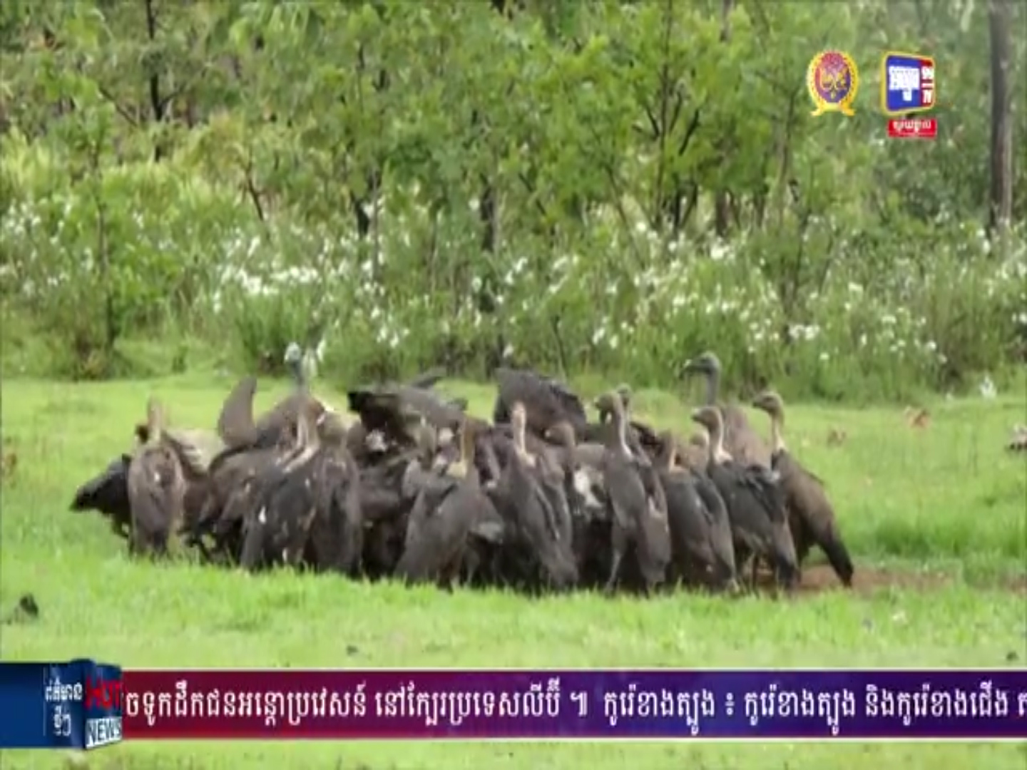 សត្វត្មាតត្នោត និងត្មាតផេះ បានវិលត្រឡប់មកកាន់ទ្រនំ​របស់ពួក​វាវិញ​ក្នុងដែនជម្រកសត្វព្រៃស្រែពក ក្រោយអវត្តមានអស់រយៈ​ពេល​ជាងប្រាំឆ្នាំ (មានវីដេអូ)