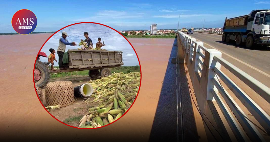 ប្រជាកសិករក្នុងឃុំកោះសូទិន និងឃុំកោះមិត្ត មមាញឹកក្នុងការប្រមូលផលពោតក្រហម ខណៈទឹកទន្លេមេគង្គខេត្តកំពង់ចាម បានហក់ឡើងខ្ពស់ជាង ១០ម៉ែត្រ