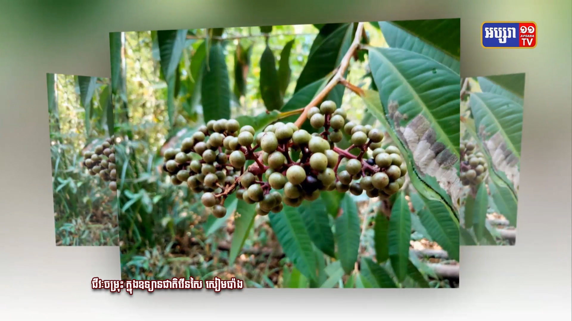 សូមទស្សនាទេសភាព នៃជីវៈចម្រុះ ក្នុងឧស្យានជាតិរើនសៃ សៀមប៉ាង (វីដេអូ)