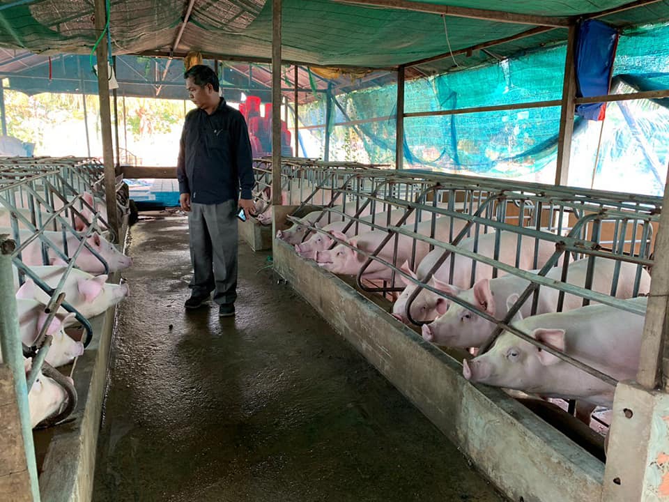 រយៈពេល០៦ខែឆ្នាំ២០២១ ការសុំបង្កើតកសិដ្ឋានចិញ្ចឹមជ្រូកនៅកម្ពុជាមានចំនួន៦១កន្លែង (មានវីដេអូ)