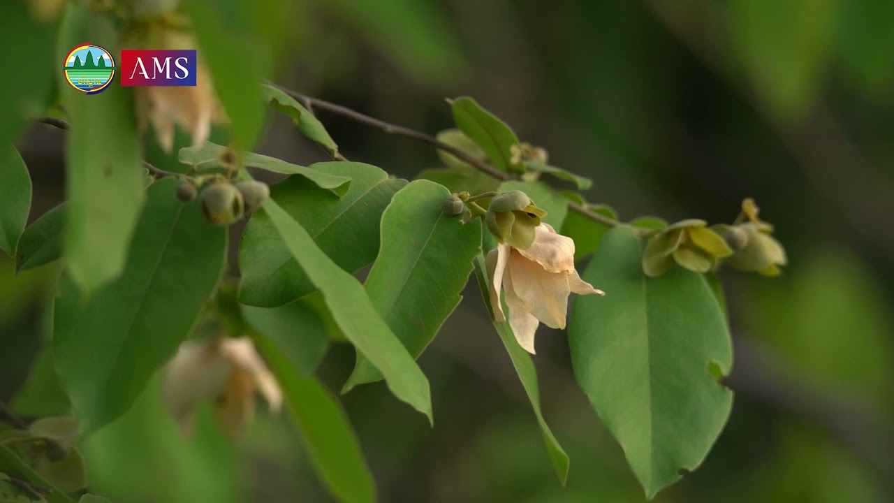 នឹកកែវសីម៉ា