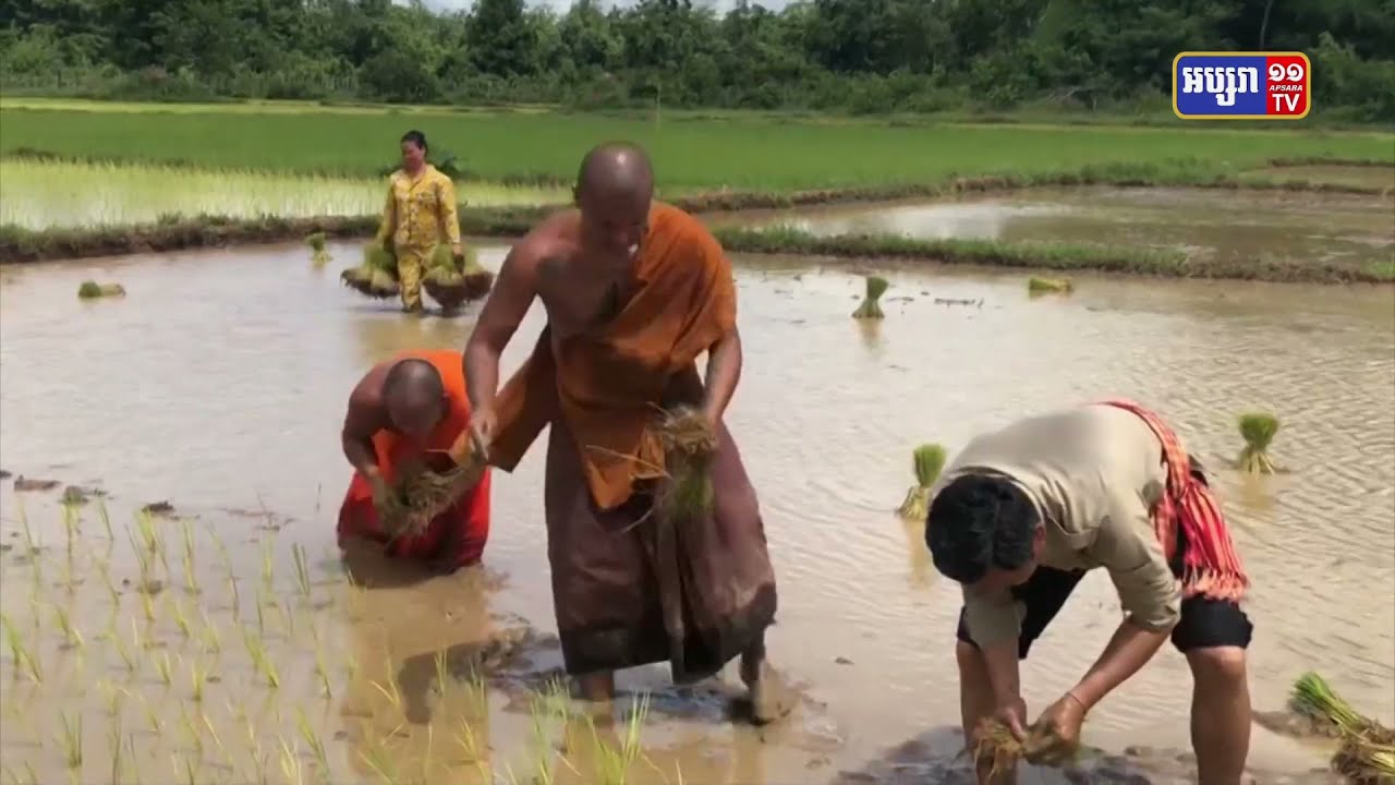 អភិបាលស្រុកសេសាន ចុះជួយស្ទូងស្រូវ និងលើកទឹកចិត្ត ថែមទាំងជម្រុញ ដល់ប្រជាពលរដ្ឋ ឲ្យខំបង្កបង្កើនផលស្រូវ ខណៈវិស័យកសិកម្ម កំពុងមានការរីកចម្រើន នៅក្នុងស្រុក (Video Inside)