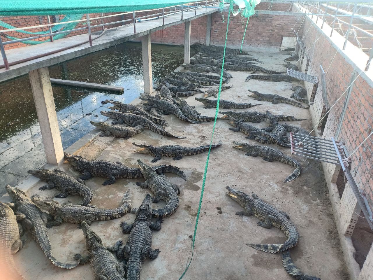 អ្នកចិញ្ចឹមក្រពើនៅខេត្តសៀមរាបប្រឈមនឹងការខាត់បង់ដើមទុនច្រើន ដោយសារតម្លៃក្រពើនៅតែបន្តចុះថោក (មានវីដេអូ)