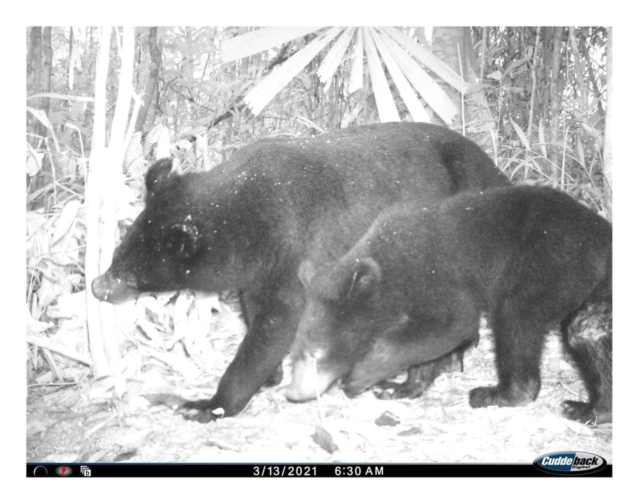 សត្វខ្លាឃ្មុំធំ 🐻 មានវត្តមាននៅក្នុងតំបន់ការពារធម្មជាតិនៅប្រទេសកម្ពុជា