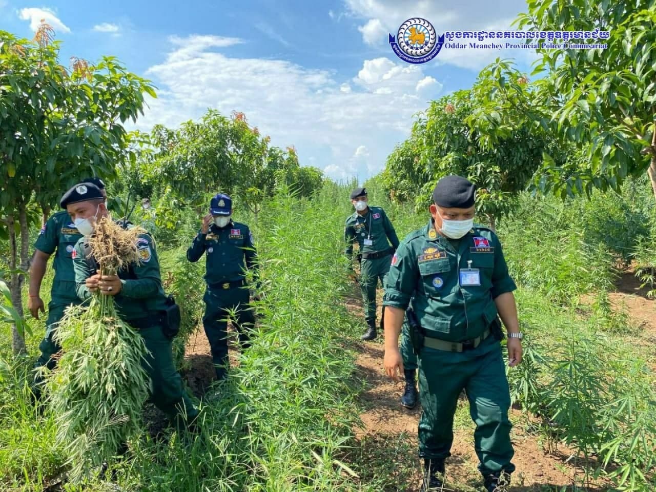 មនុស្ស ៣នាក់ ត្រូវសមត្ថកិច្ចខេត្តឧត្តរមានជ័យឃាត់ខ្លួន ក្នុងប្រតិបត្តិការបង្ក្រាបទីតាំងដាំកញ្ឆាមួយកន្លែង