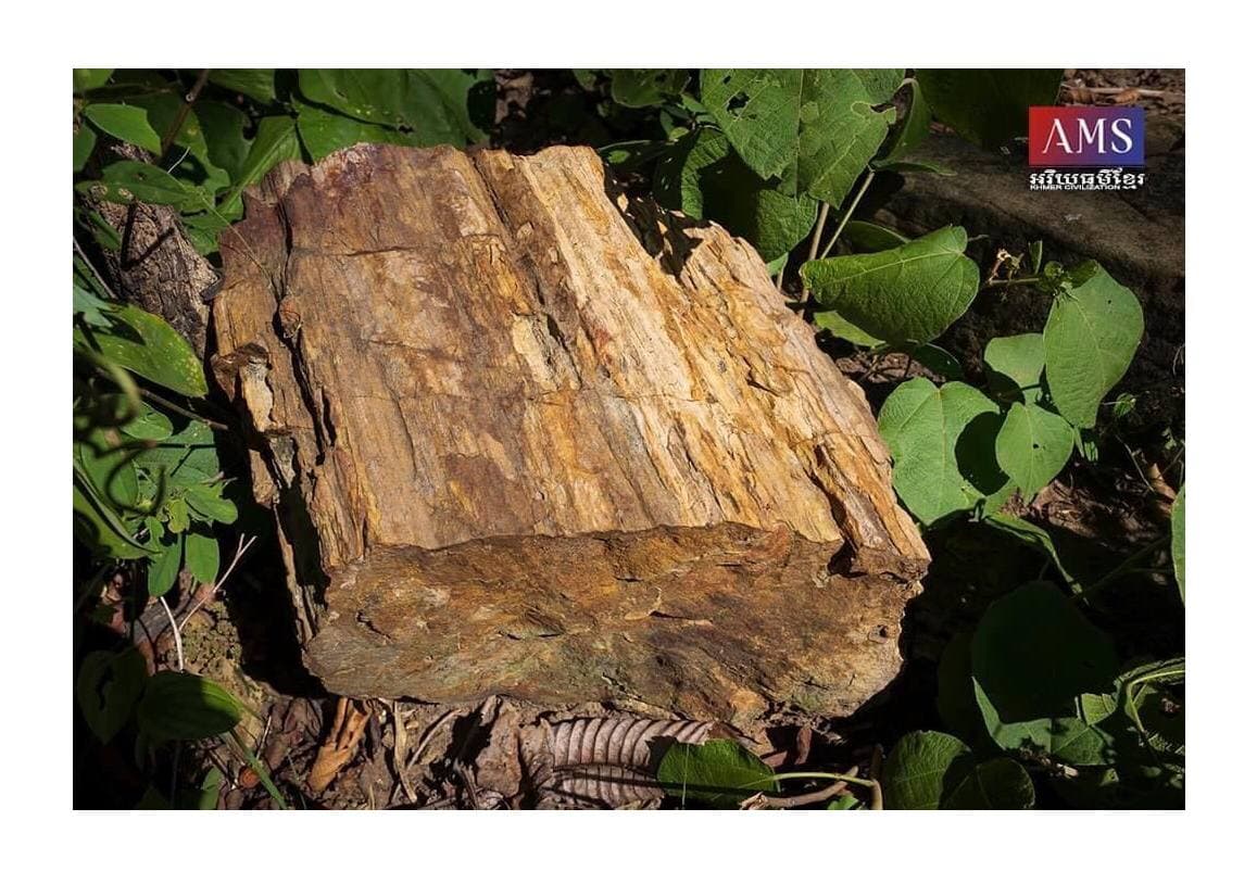 ប្រទះផូស៊ីលដើមឈើថ្មមួយដើមប្រវែងប្រមាណ ២០ម៉ែត្រ និងមានផ្នែកខ្លះលេចចេញមកលើផ្ទៃដី នៅចំណុចទីតាំងព្រះបាទជីក