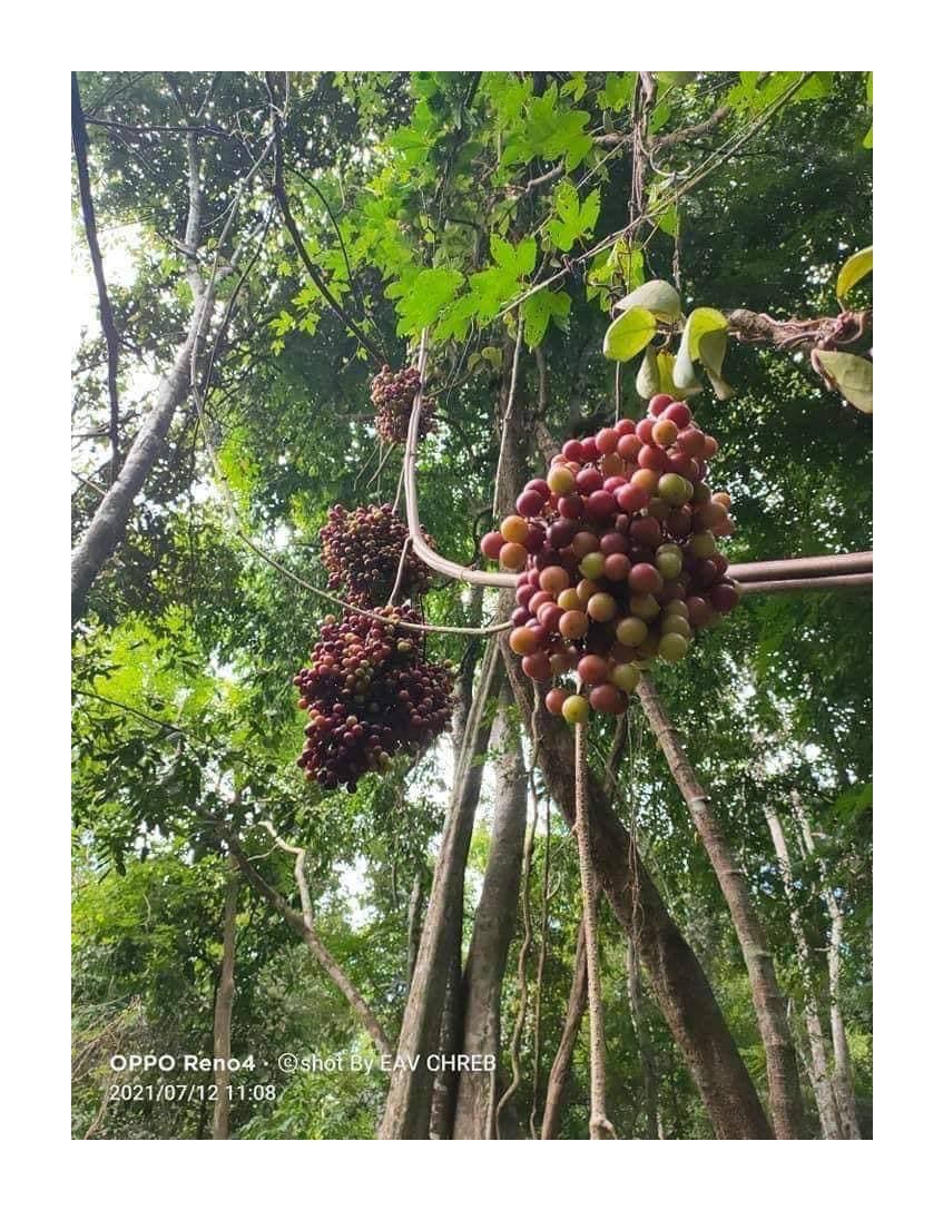 ទំពាំងបាយជូរព្រៃ 🍇🇰🇭