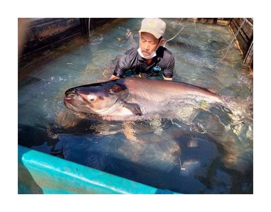 កសិករបរិច្ចាកត្រីរាជដើម្បីព្រលែងចូលជម្រកធម្មជាតិវិញ