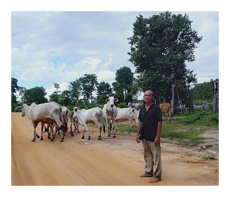 ការផ្លាស់ប្ដូរការរកចំណូលពីការជួលតូបសម្រាប់បម្រើសេវាទេសចរណ៍ធម្មជាតិ មកជាការចិញ្ចឹមគោ