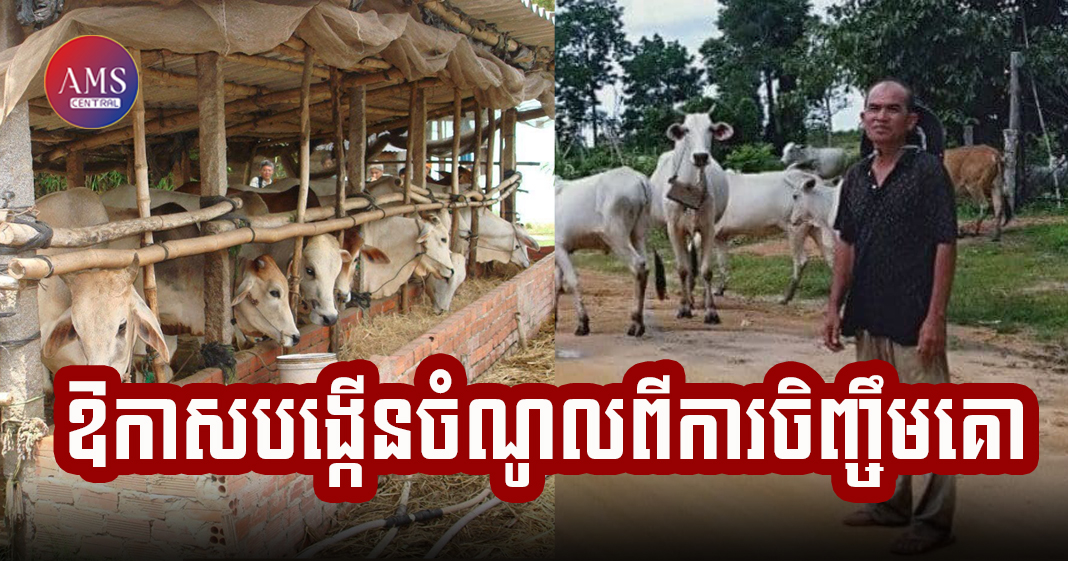 ឱកាសបង្កើនចំណូលសហគមន៍ មូលដ្ឋានពីការចិញ្ចឹមគោ